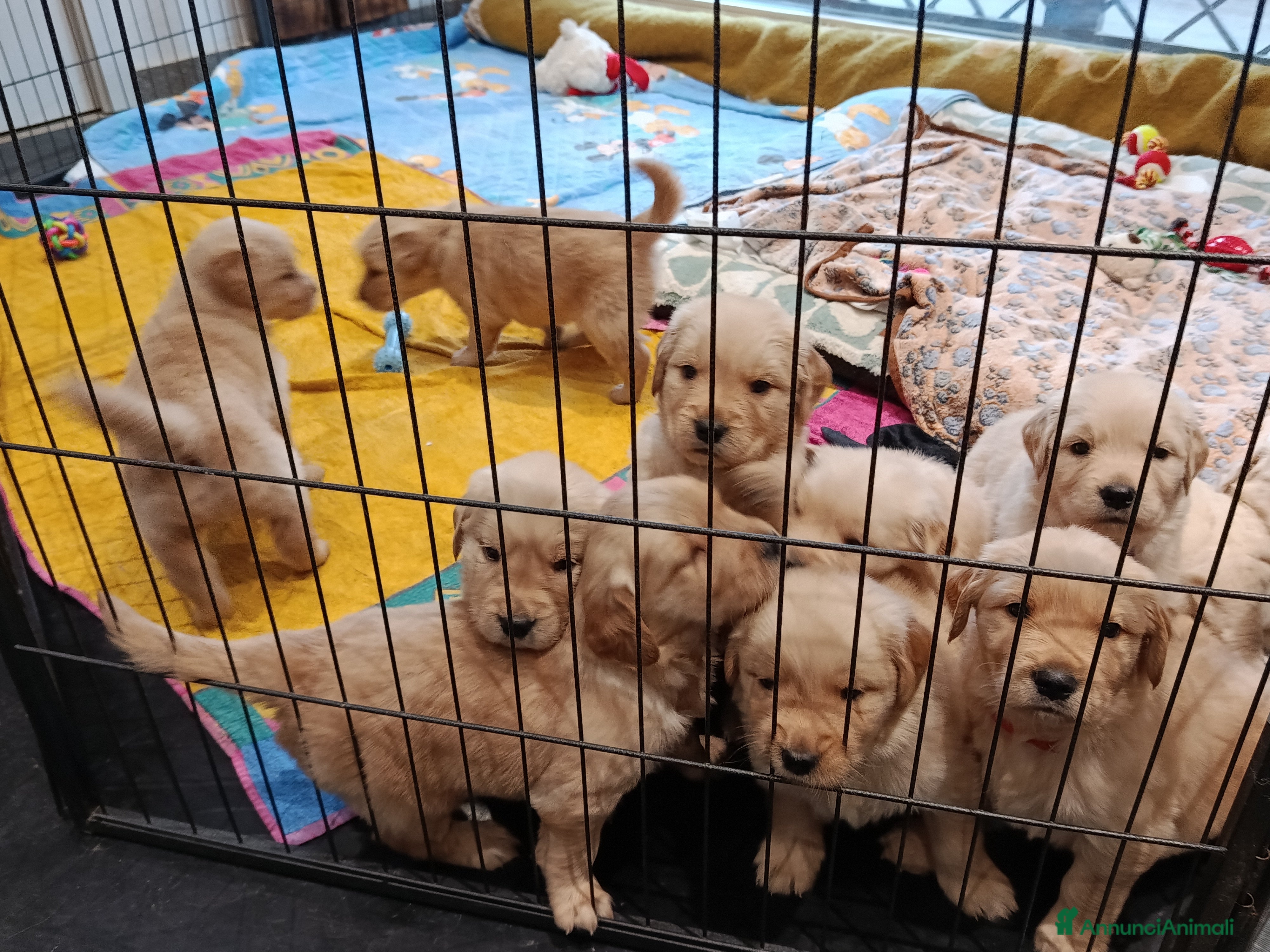 Golden Retriever cani Cuccioli di Golden Retriever  - Annuncio 2