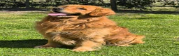 Golden Retriever cani in vendita: Cucciolo maschio Golden retriever pedigree  - Annuncio 17
