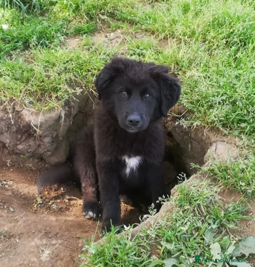Meticcio cani in regalo: BROWNIE MIX BORDER COLLIE/MAREMMANO  a Provincia di Varese - Annuncio 1