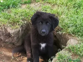 Meticcio cani BROWNIE MIX BORDER COLLIE/MAREMMANO - Annuncio 13