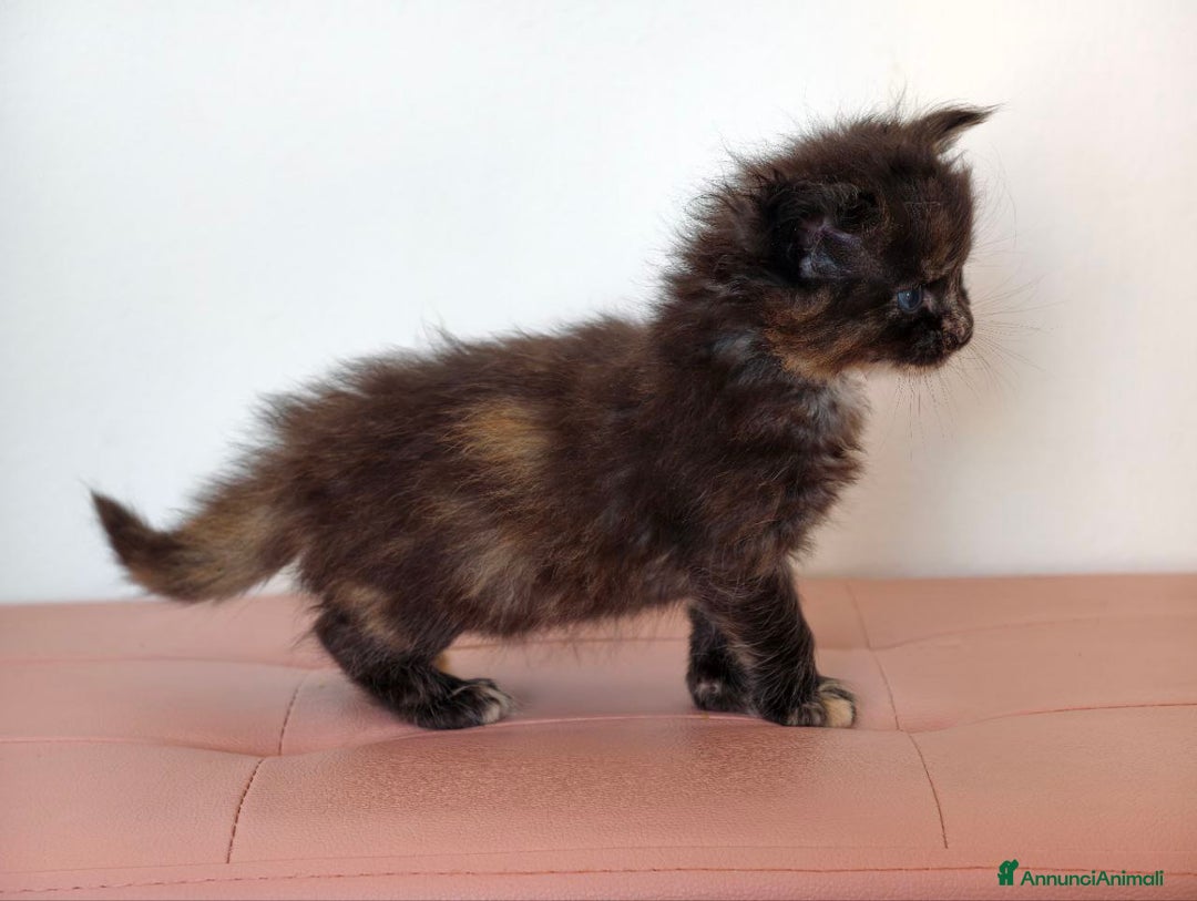 Maine Coon gatti in vendita: Nebula cucciola Maine coon  - Annuncio 6