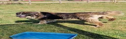 Pastore del Caucaso cani in regalo: Maestosa Alda - Annuncio 4