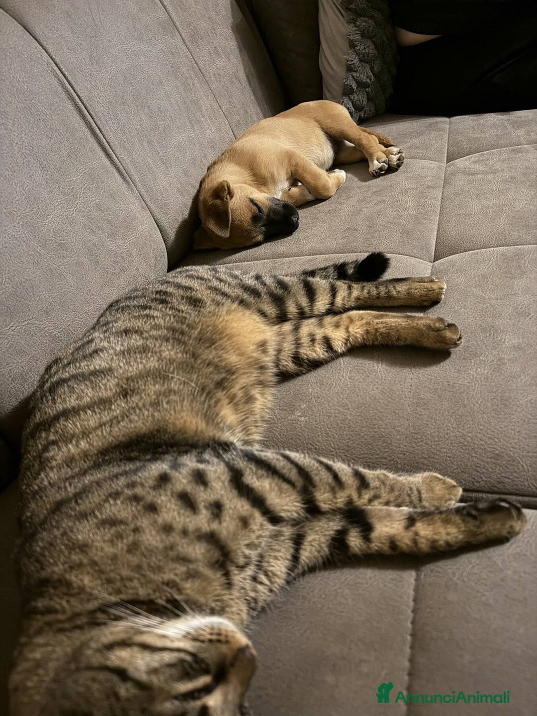 Meticcio cani in regalo: LINDA, cucciolotta coccolona cerca famiglia! - Annuncio 2