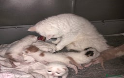 Exotic Shorthair gatti in vendita: Exotic Shorthair allevamento Exodora Sikelia  a Città metropolitana di Catania - Immagine 3