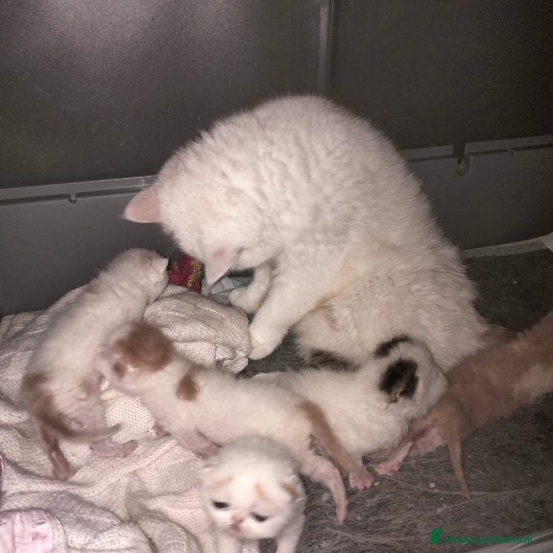 Exotic Shorthair gatti in vendita: Exotic Shorthair allevamento Exodora Sikelia  a Città metropolitana di Catania - Immagine 3