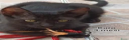 Altre razze gatti in regalo: ADOTTA UN GATTINO a Provincia di Reggio Emilia - Annuncio 9