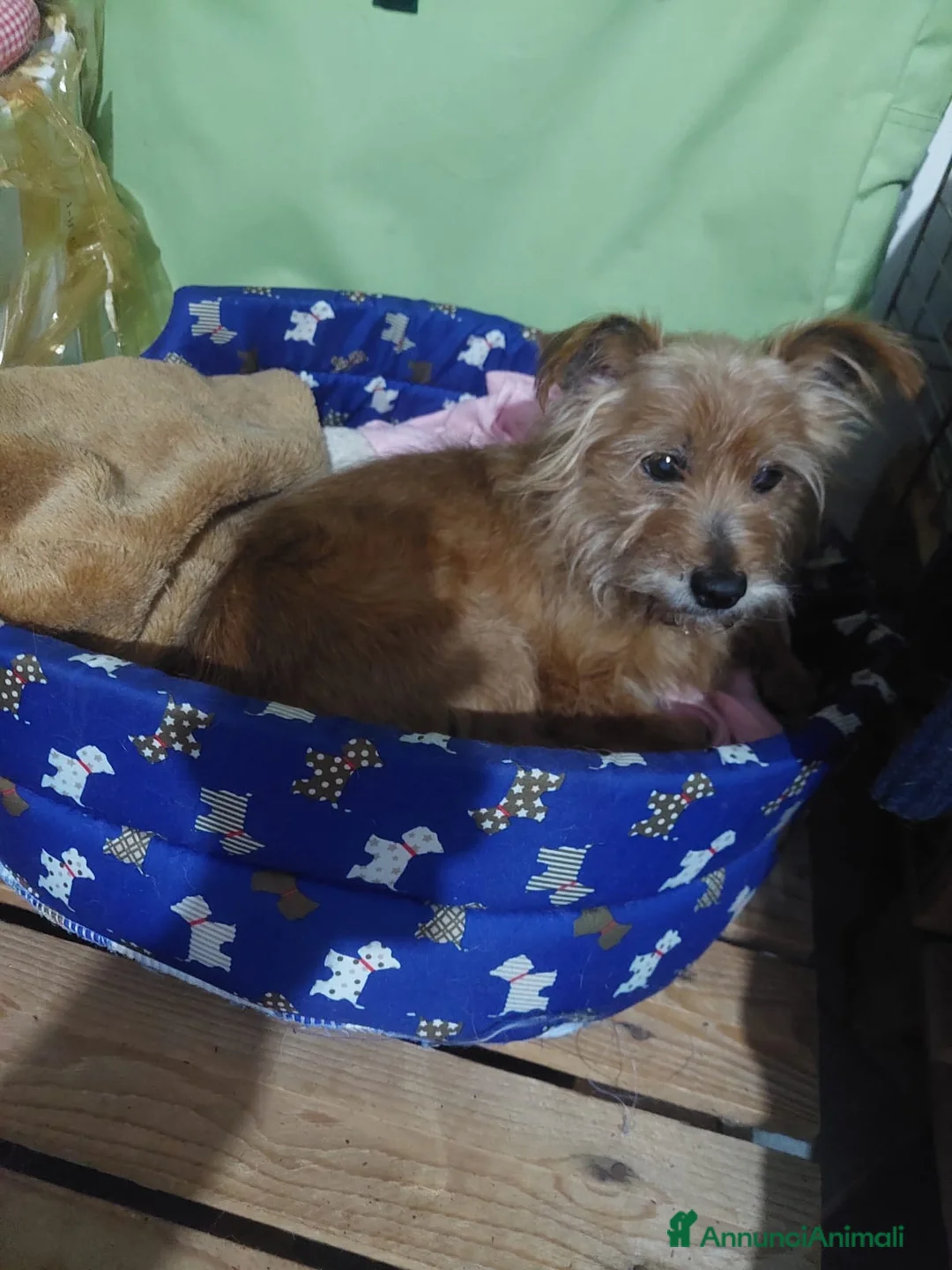 Meticcio cani in regalo: dolce Henry, 5 kg di amore pure aspetta una casa - Annuncio 2