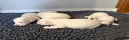 Maltese cani in vendita: Adorabili cuccioli di Maltese cercano una casa  - Annuncio 4