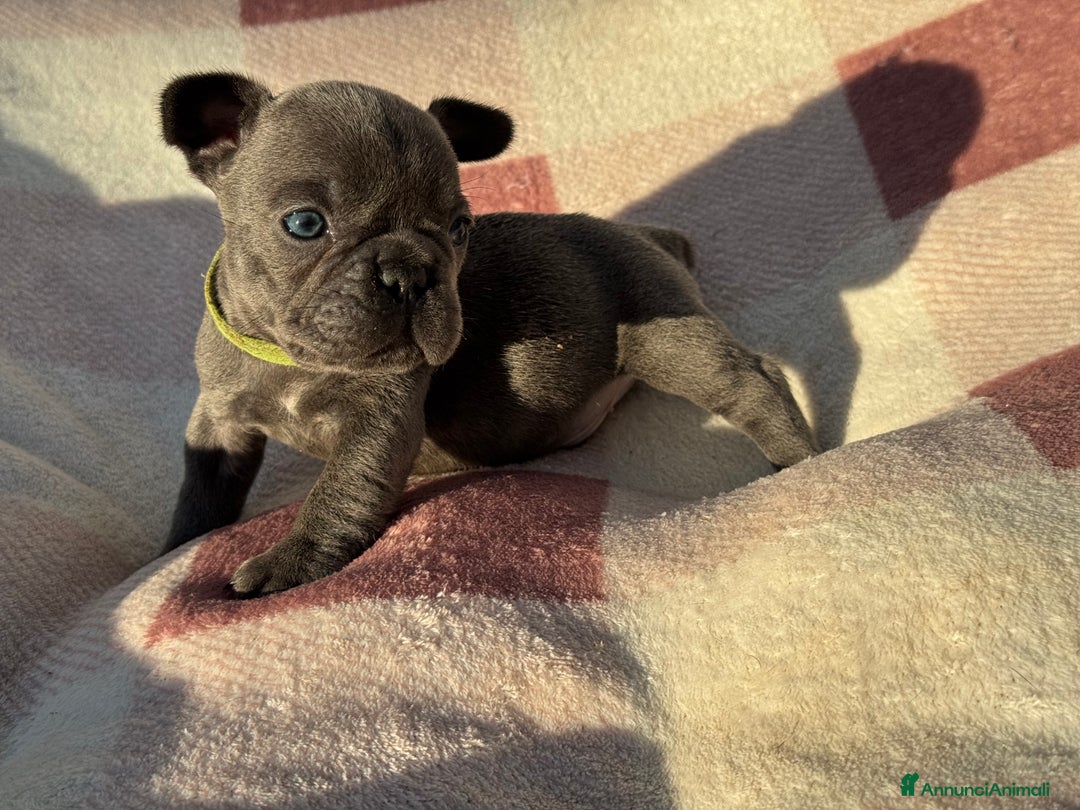 Bulldog Francese cani in vendita: Bulldog francese cuccioli - Annuncio 11