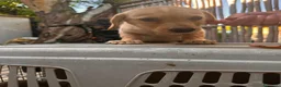 Meticcio cani in regalo: Cucciolo di taglia piccola  - Annuncio 4