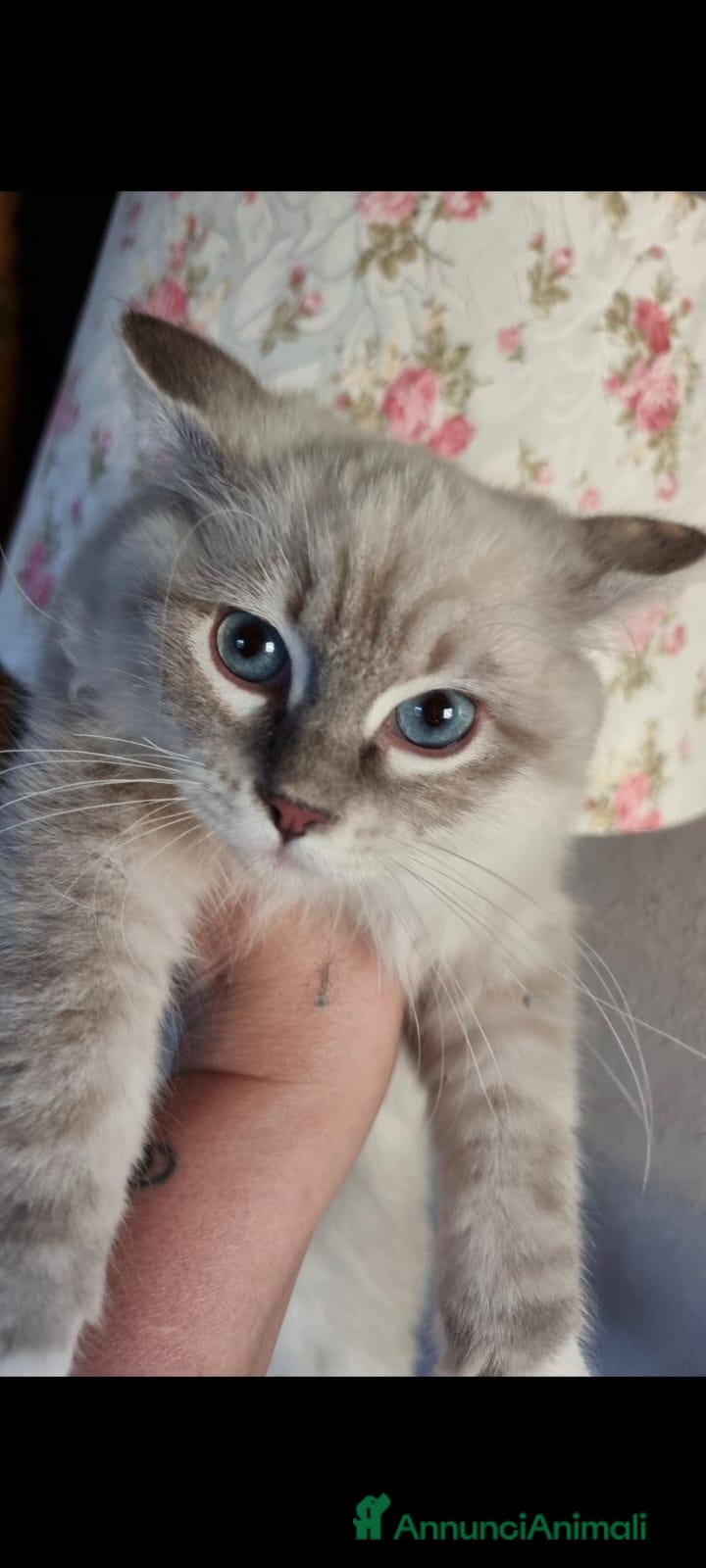 Ragdoll gatti Femmina blue mitted tabby - Annuncio 16