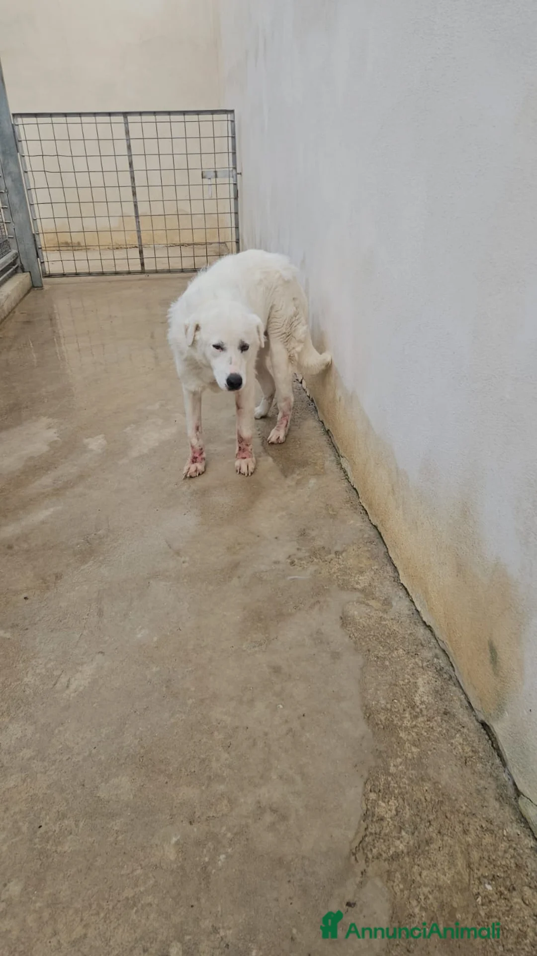 Meticcio cani in regalo: Consuelo: dolce, equilibrata, socievole  a Città Metropolitana di Genova - Annuncio 9