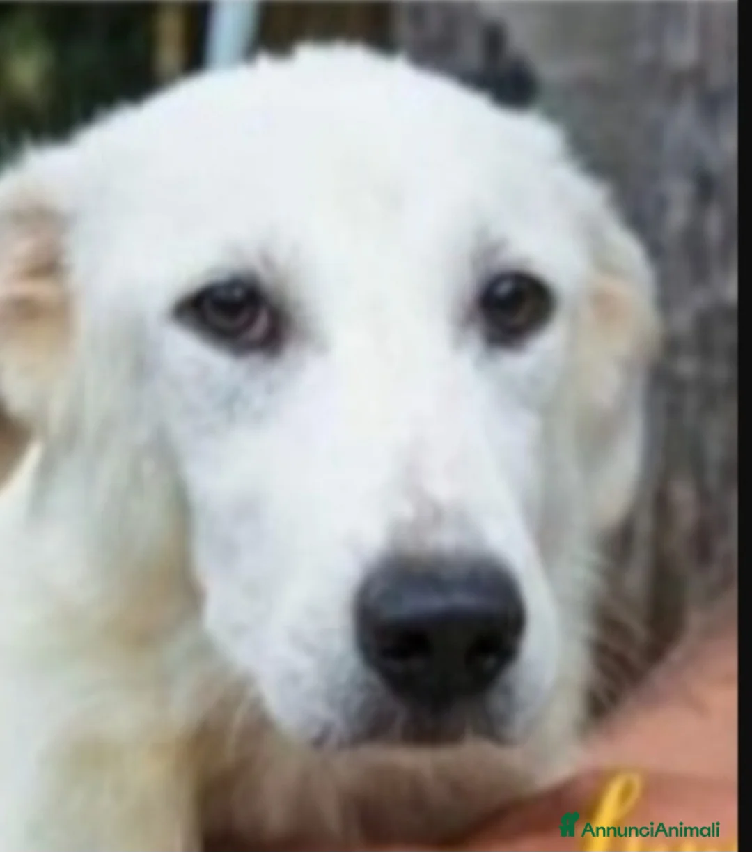 Meticcio cani in regalo: 4anni buttato cucciolo in 1sacco nel fiume!SICILIA - Annuncio 3