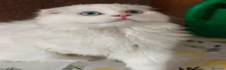 Scottish gatti in vendita: Valentino maschio e Vanilla femmina - Annuncio 9