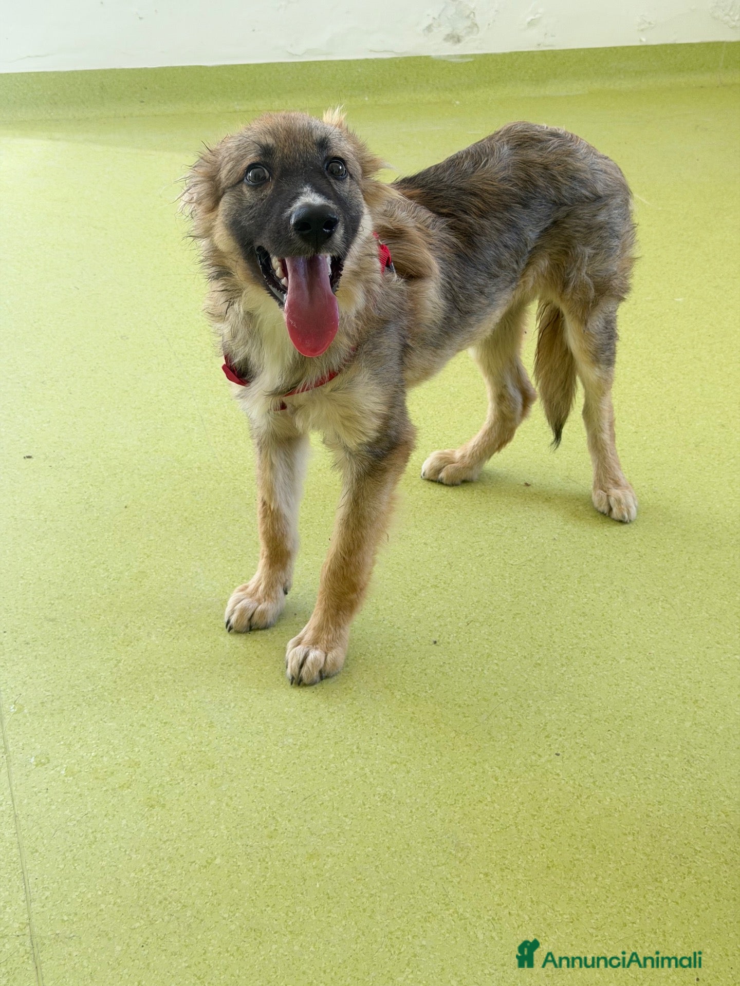 Meticcio cani Tony  - Annuncio 31