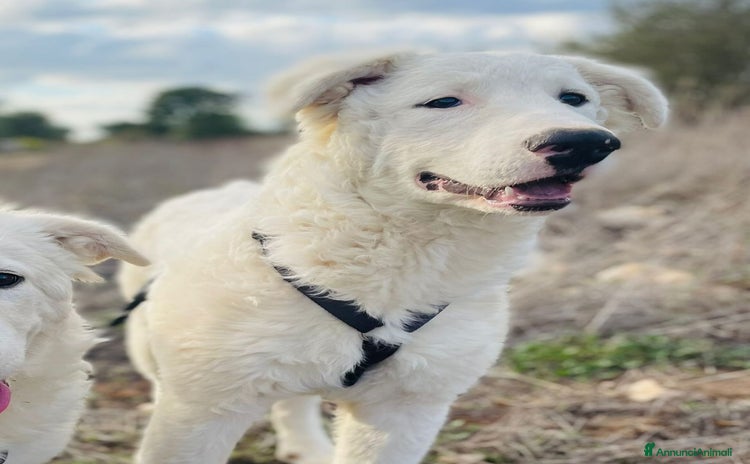 Pastore Maremmano cani a Città metropolitana di Milano - Annuncio 20