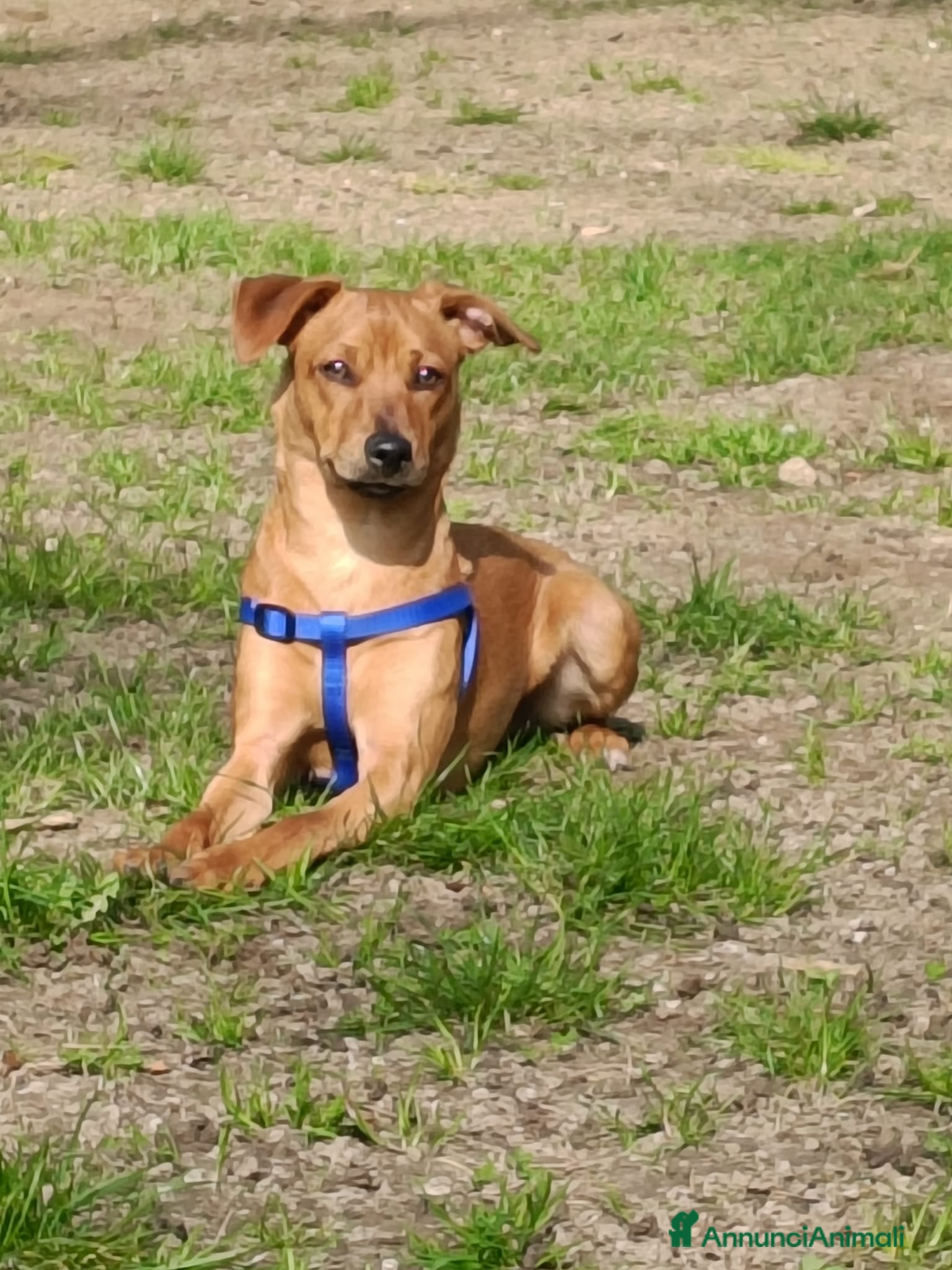 Affenpinscher cani Cucciolo incrocio  - Annuncio 4