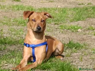 Affenpinscher cani Cucciolo incrocio - Annuncio 4