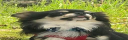 Chihuahua cani per accoppiamento: Chihuahua disponibile per accoppiamento  - Annuncio 3
