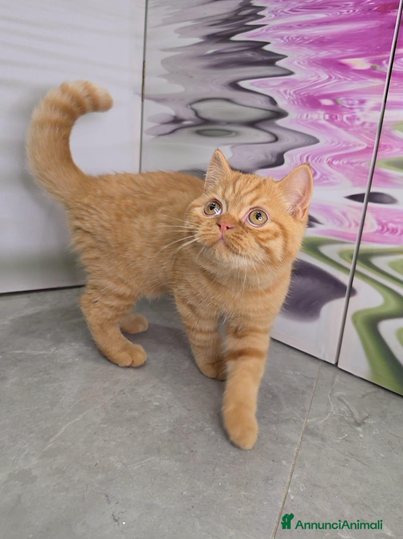 British gatti Scottish Straight con Pedigree  - Annuncio 7