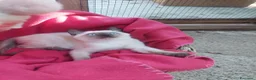 Siamese gatti in regalo: Cacao e Maggy due micini in attesa di famiglia - Annuncio 1