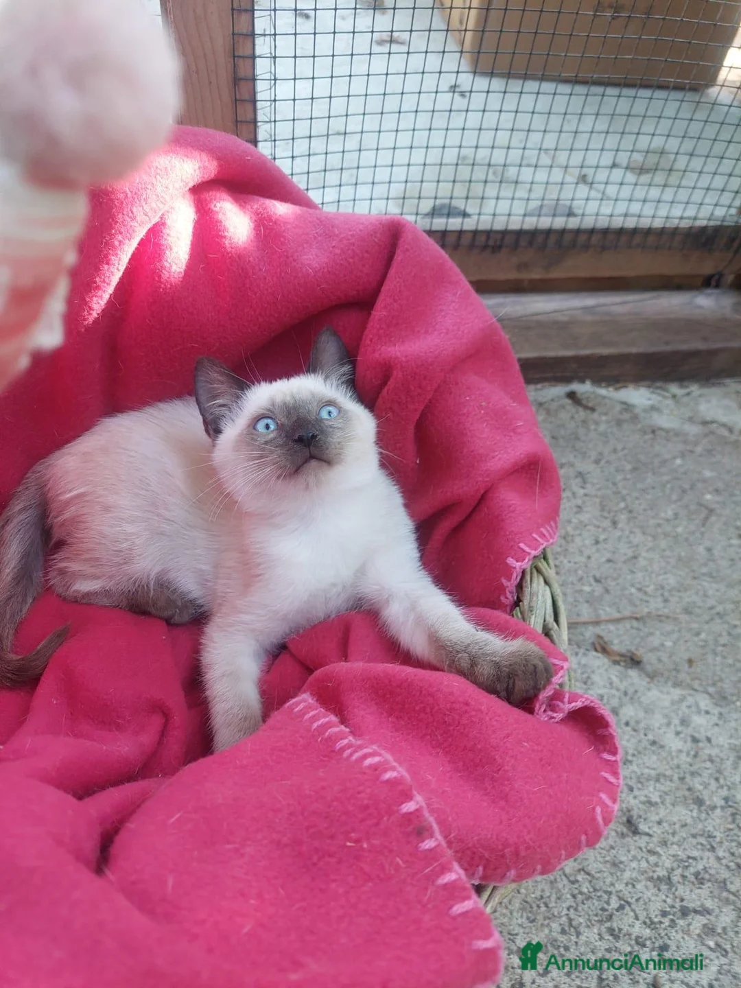 Siamese gatti in regalo: Cacao e Maggy due micini in attesa di famiglia - Annuncio 1