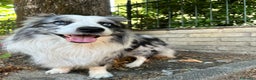 Border Collie cani per accoppiamento: Border Collie blue merle per monta - Annuncio 1