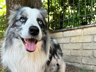 Border Collie cani Border Collie blue merle per monta - Annuncio 25