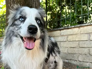 Border Collie cani Border Collie blue merle per monta - Annuncio 22