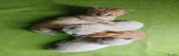 Siberiano gatti in vendita: Gattini Siberiani a Città Metropolitana di Torino - Annuncio 1