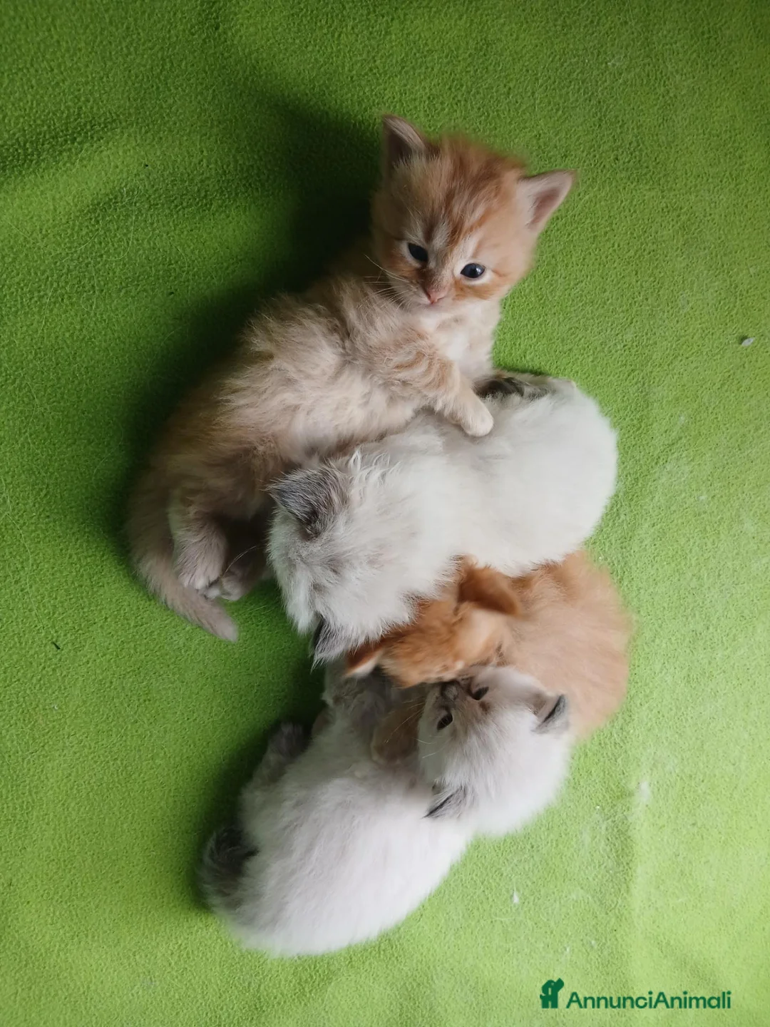 Siberiano gatti in vendita: Gattini Siberiani a Città Metropolitana di Torino - Annuncio 1