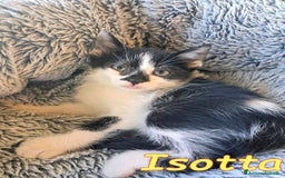 Europeo gatti in regalo: ISOTTA - Immagine 5