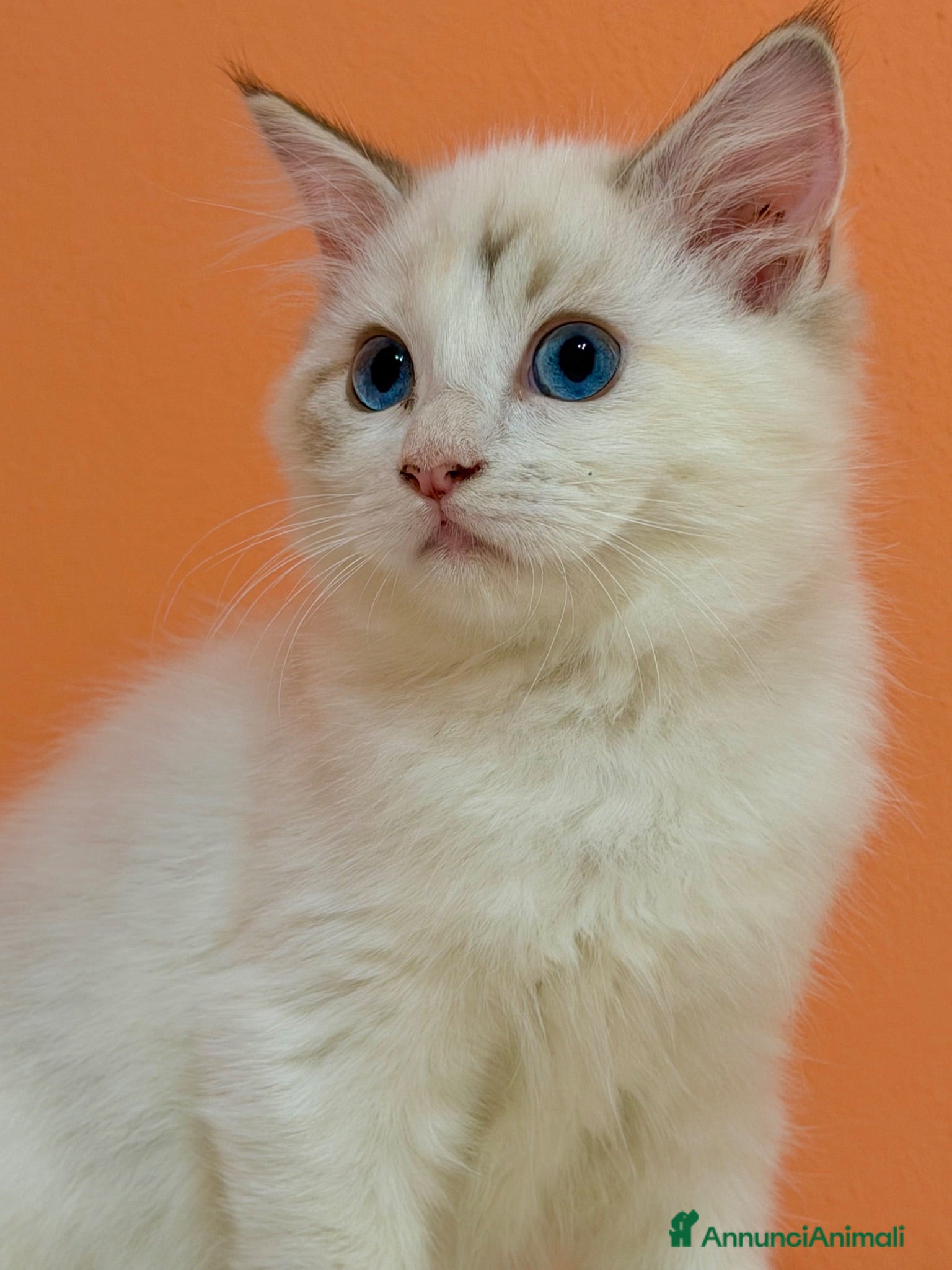 Ragdoll gatti cucciola di ragdoll disponibile  - Annuncio 1
