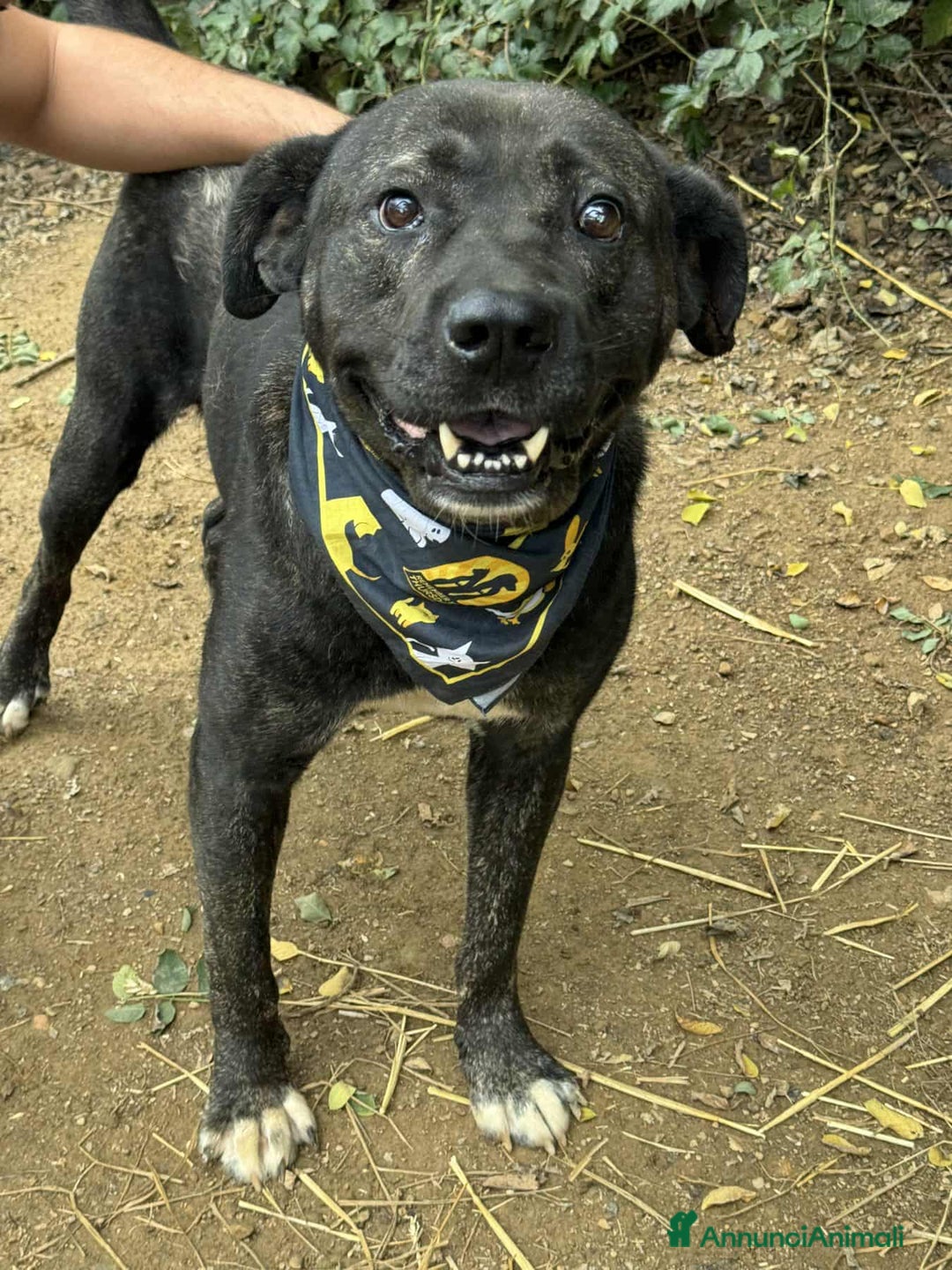 Meticcio cani in regalo: HERCULES, molosso dalla bontà unica! - Annuncio 6