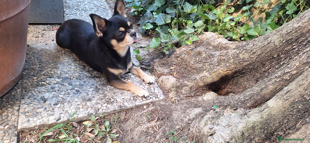 Chihuahua cani in vendita: Femmmine con pedegree - Annuncio 3
