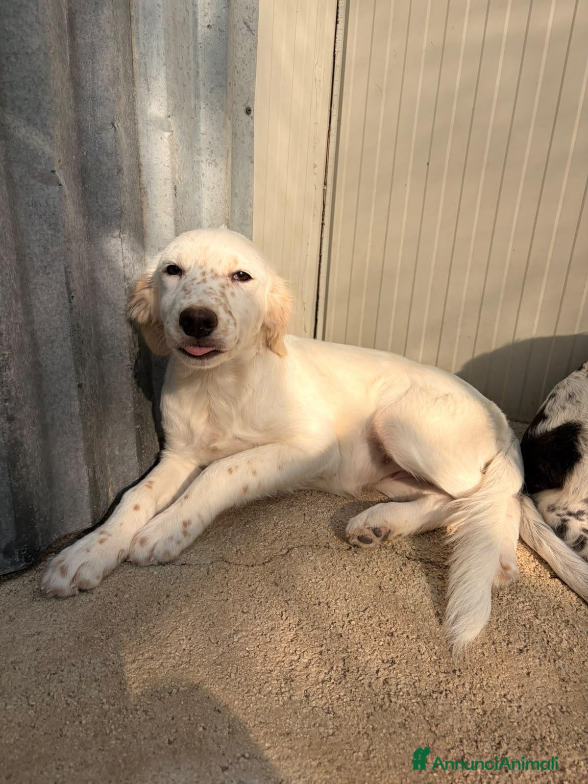 Setter Inglese cani TENERISSIMA MIX SETTERINA - Annuncio 2