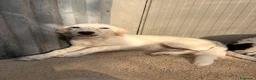 Setter Inglese cani in regalo: TENERISSIMA MIX SETTERINA - Annuncio 1
