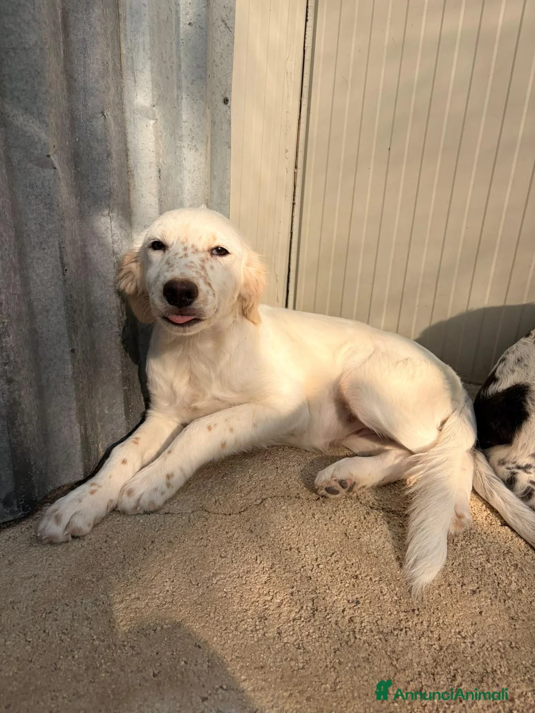 Setter Inglese cani in regalo: TENERISSIMA MIX SETTERINA - Annuncio 1