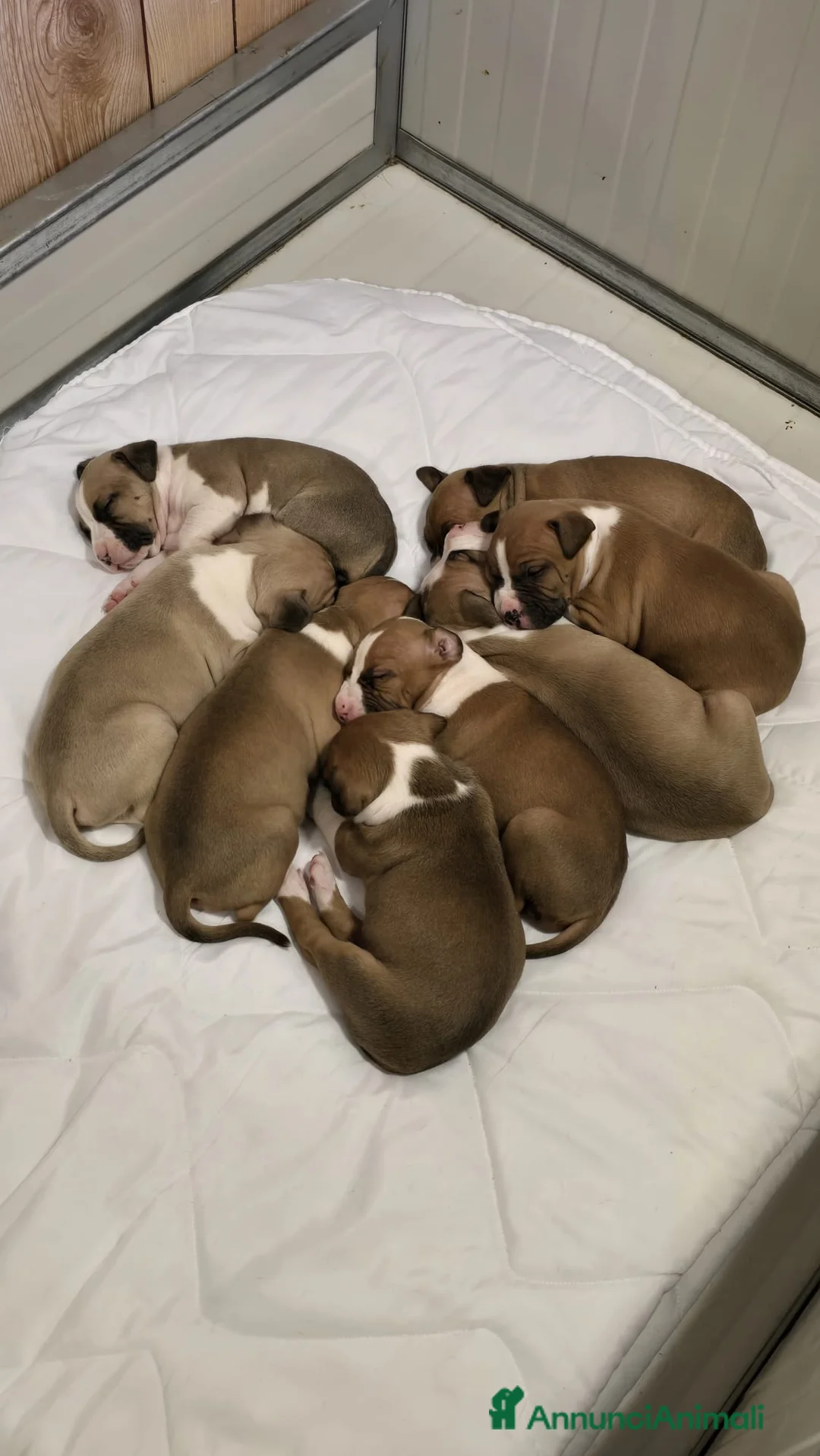 American Staffordshire cani in vendita: Cuccioli di amstaff - Annuncio 9