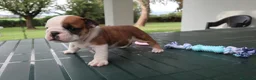 Bulldog cani in vendita: Cuccioli Bulldog Inglese con Pedigree - Annuncio 22
