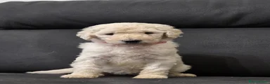Barbone 5
