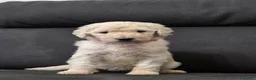 Barbone cani in vendita: Cuccioli di Barbone Grande Mole  - Annuncio 3