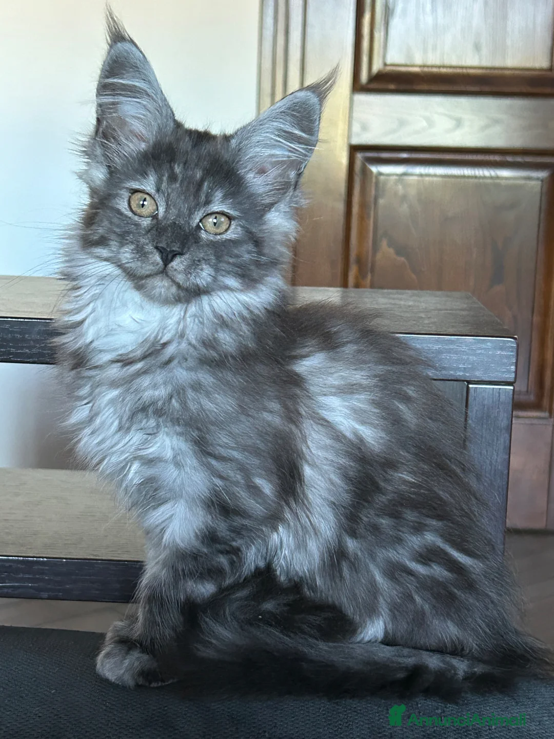 Maine Coon gatti in vendita: Maine Coon  - Annuncio 6