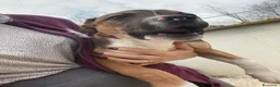 Meticcio cani in regalo: DOLCE PITTINO CERCA AMORE - Annuncio 12