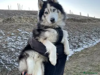 Husky cani Husky per accoppiamento - Annuncio 13