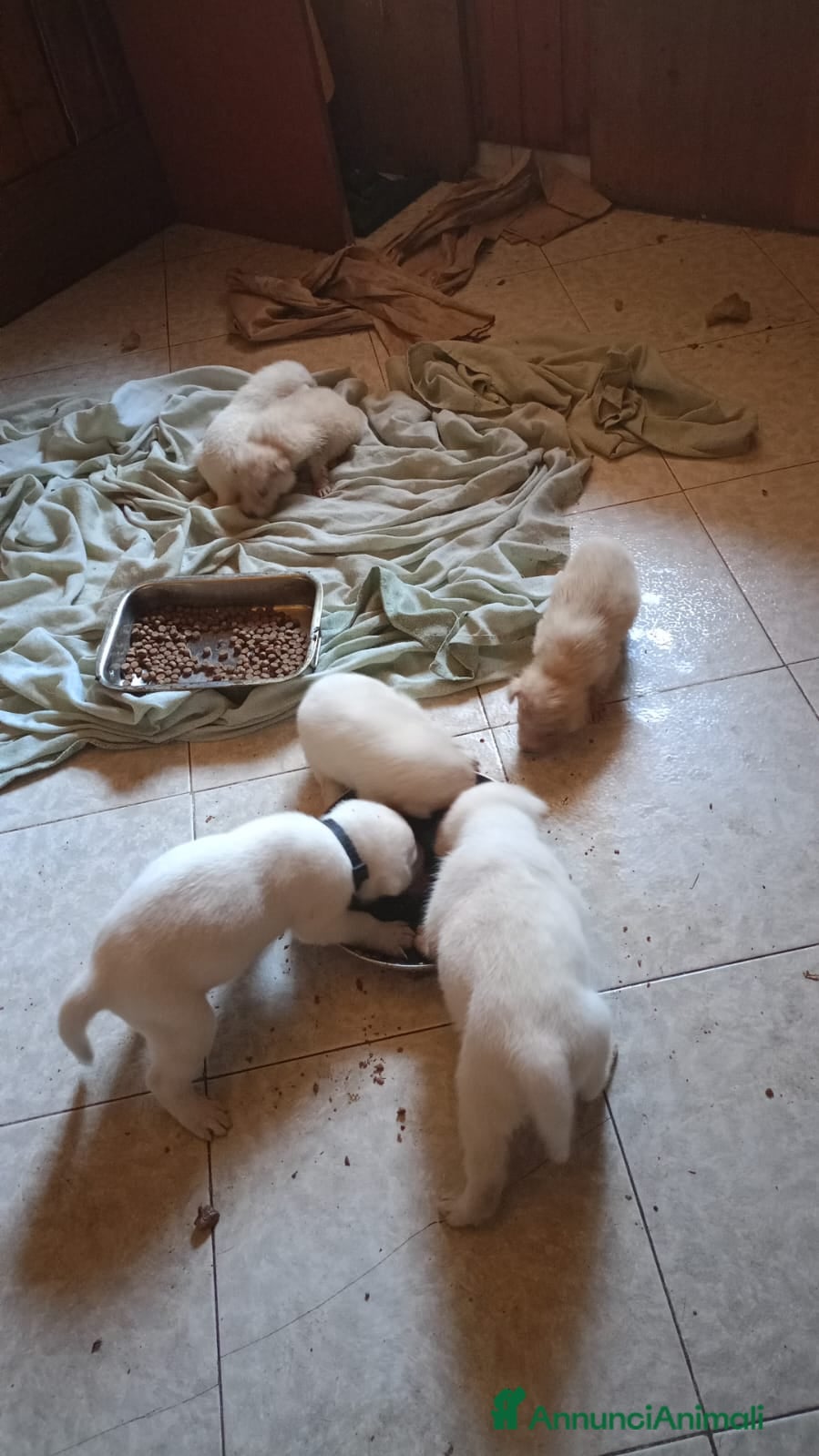 Meticcio cani 🐶Cuccioli meticci Maremmano-Pitbull in regalo 💖 - Annuncio 1