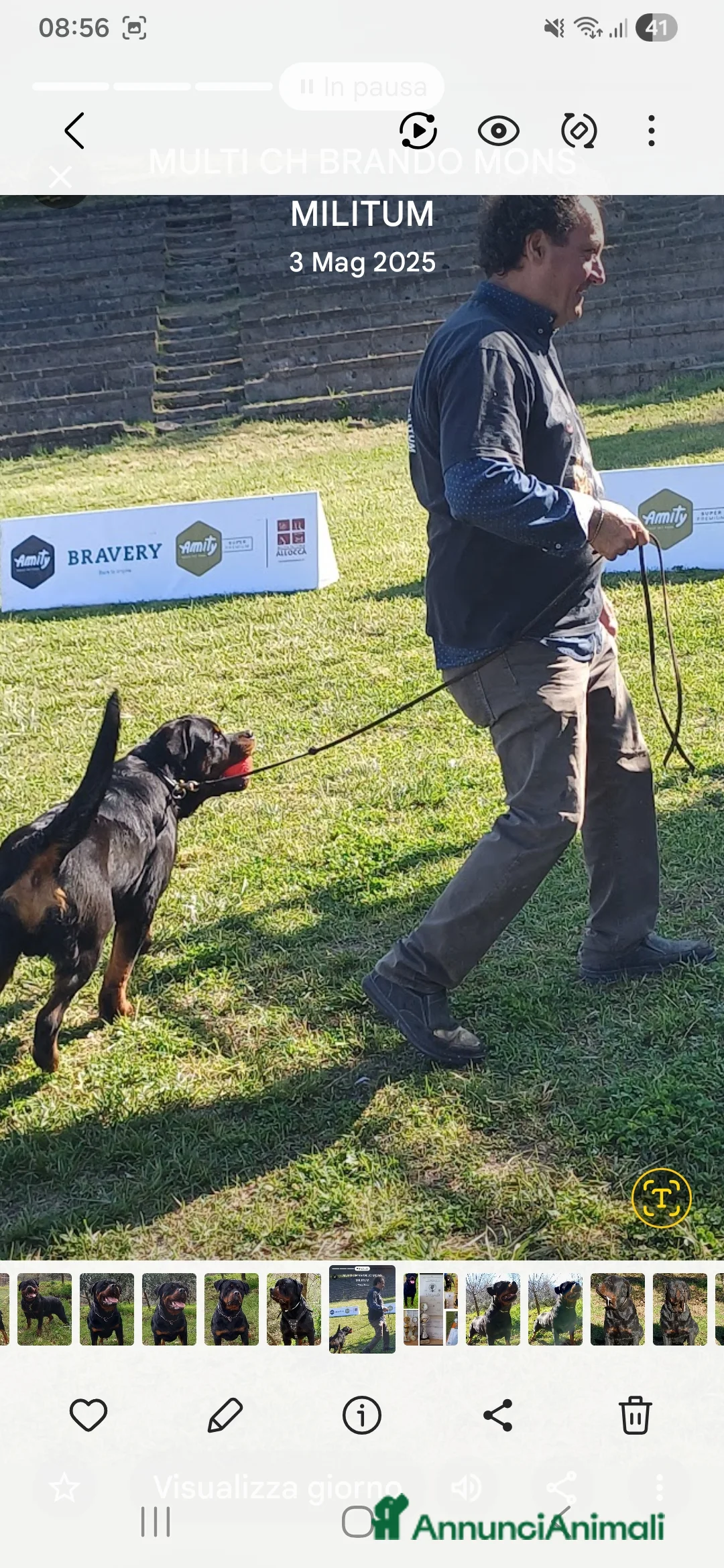Rottweiler cani per accoppiamento: Rottweiler - Annuncio 10