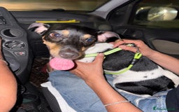 Jack Russell cani per accoppiamento: Charlie cerca fidanzatina !! - Immagine 5