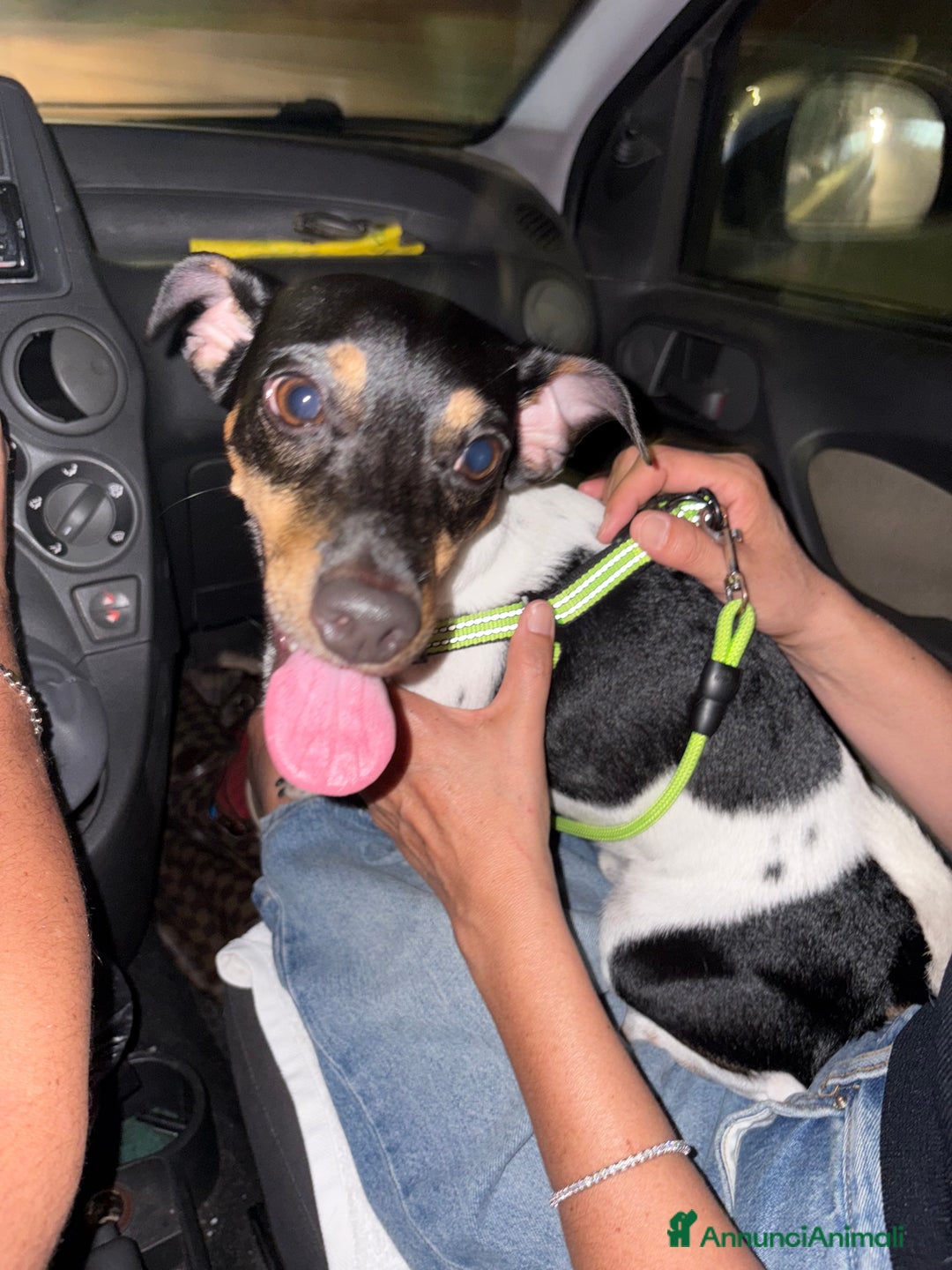 Jack Russell cani per accoppiamento: Charlie cerca fidanzatina !! - Immagine 5