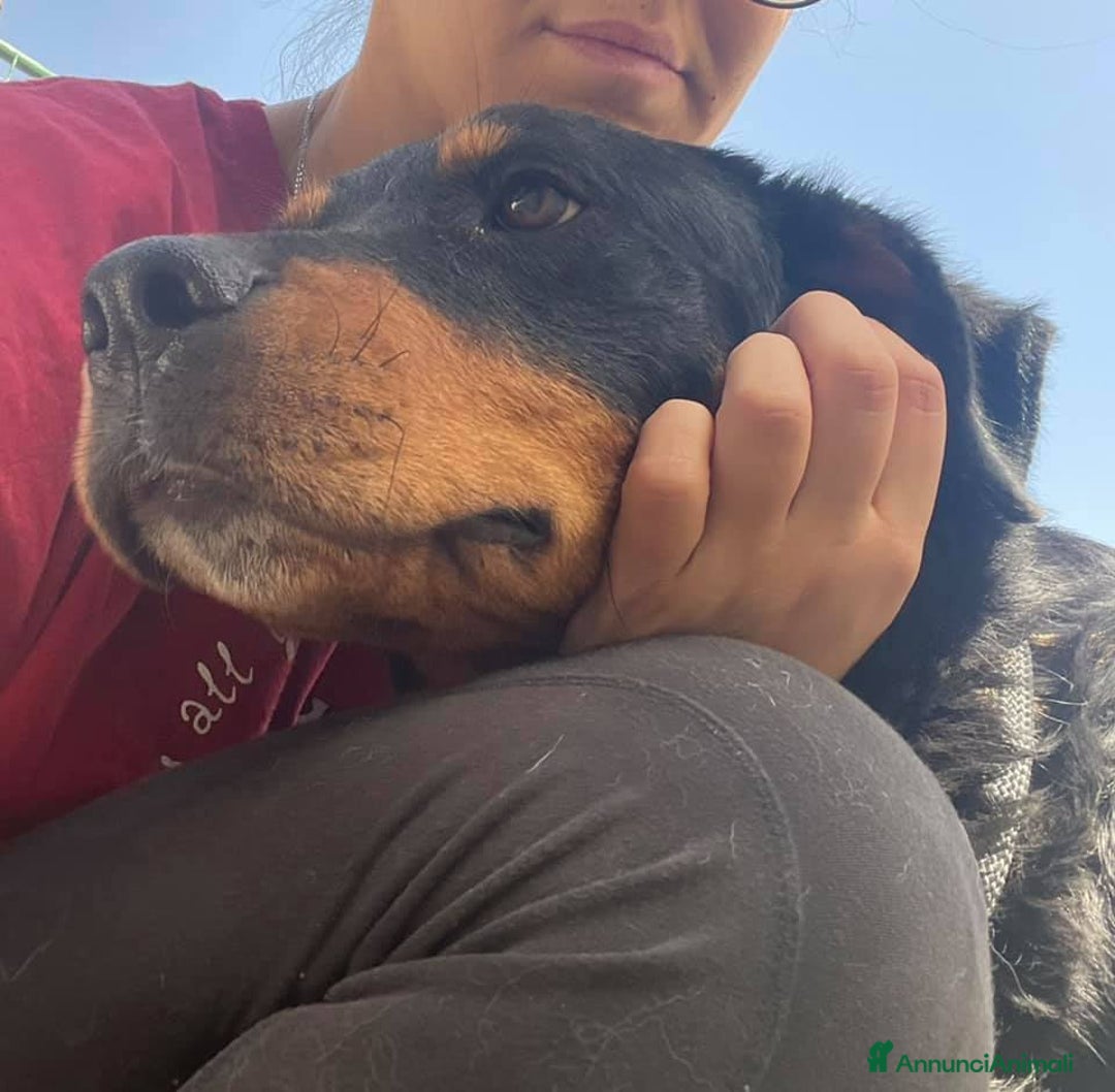 Rottweiler cani in regalo: GUENDY, dolcissima mix ROTT sfortunata - Annuncio 4